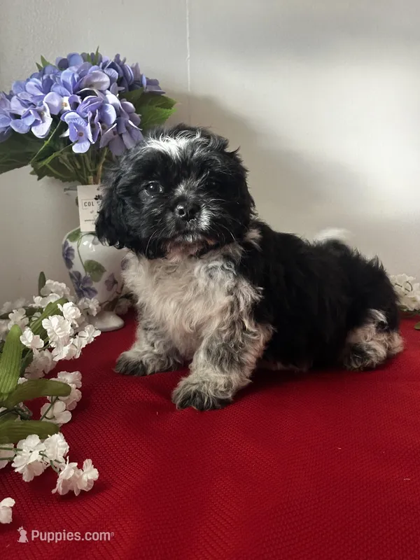 Shade – Shih Tzu puppy for sale in Mayslick, KY
