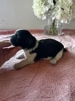 Shade, a female Shih Tzu for sale in Mayslick, KY – Photo 4 of 6