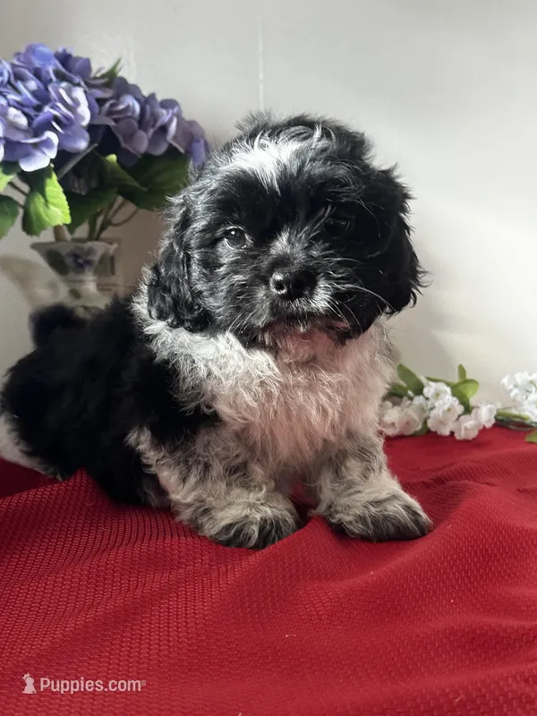 Shade – Shih Tzu puppy for sale in Mayslick, KY