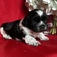 Shade, a male Shih Tzu for sale in Mayslick, KY – Photo 7 of 9