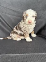 Boomer, a male Miniature Bernedoodle for sale in Mayslick, KY – 3 of 10