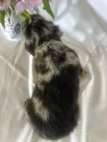 Delilah (longhaired), a female Miniature Dachshund for sale in Mayslick, KY – 3 of 7