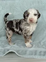 Boomer, a male Miniature Bernedoodle for sale in Mayslick, KY – 9 of 10