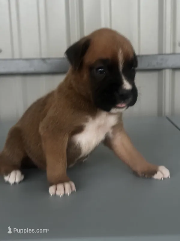 Brock – Boxer puppy for sale in Mayslick, KY