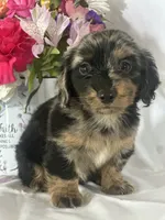 Delilah (longhaired), a female Miniature Dachshund for sale in Mayslick, KY – 6 of 7