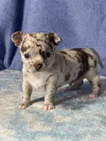 Cody, a male Chihuahua for sale in Mayslick, KY – 8 of 10
