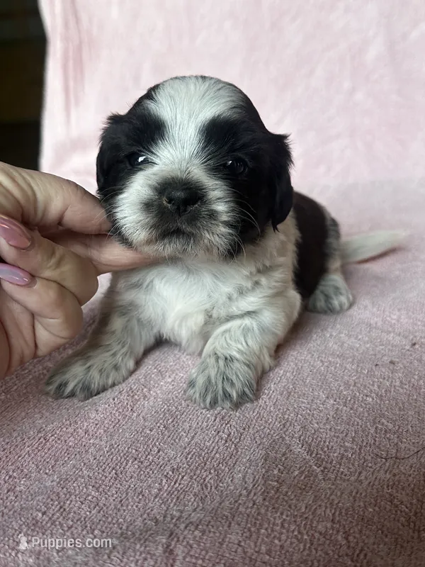 Shondra – Shih Tzu puppy for sale in Mayslick, KY