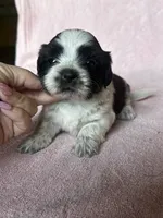 Shondra, a female Shih Tzu for sale in Mayslick, KY – 4 of 7