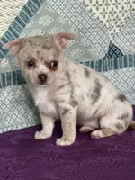 AKC Callie, a female Chihuahua for sale in Mayslick, KY – 9 of 10
