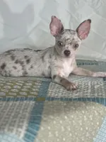AKC Cain, a male Chihuahua for sale in Mayslick, KY – 3 of 9