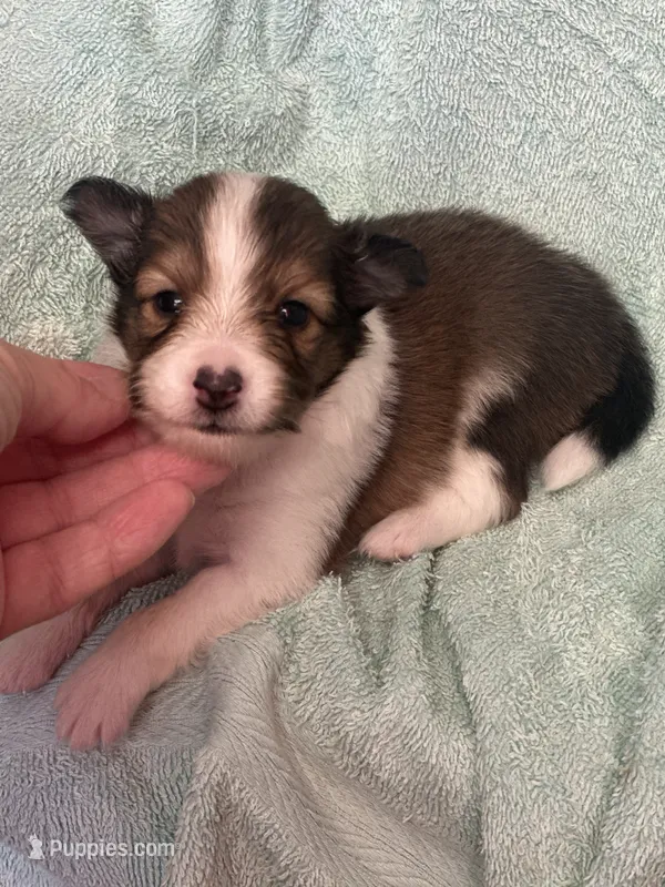 Shadow – Shetland Sheepdog puppy for sale in Mayslick, KY