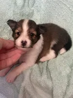 Shadow, a male Shetland Sheepdog for sale in Mayslick, KY – 1 of 5