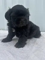 CKC Shay, a female Shih Tzu for sale in Mayslick, KY – 10 of 10