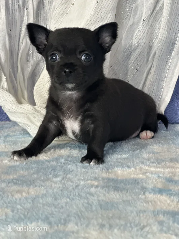 Camille – Chihuahua puppy for sale in Mayslick, KY