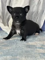 Camille, a female Chihuahua for sale in Mayslick, KY – 2 of 9