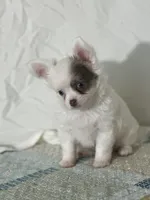 AKC Carter, a male Chihuahua for sale in Mayslick, KY – 9 of 10