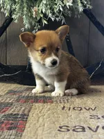 Prissy, a female Pembroke Welsh Corgi for sale in Mayslick, KY – 5 of 10