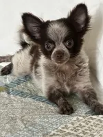 Chuck, a male Chihuahua for sale in Mayslick, KY – 1 of 9