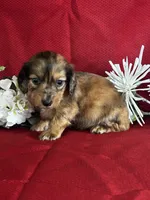 Darcy, a female Miniature Dachshund for sale in Mayslick, KY – 9 of 9