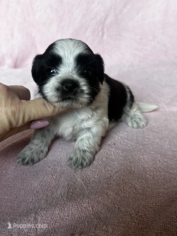 Shondra – Shih Tzu puppy for sale in Mayslick, KY