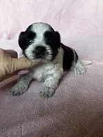 Shondra, a female Shih Tzu for sale in Mayslick, KY – 3 of 7