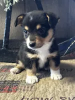 Paige, a female Pembroke Welsh Corgi for sale in Mayslick, KY – 4 of 10