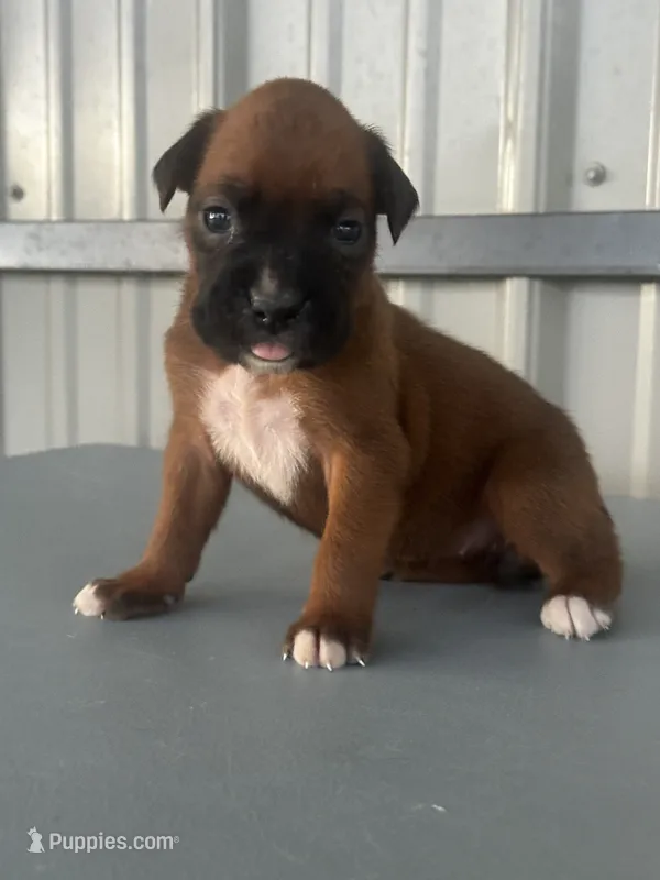 Bailey – Boxer puppy for sale in Mayslick, KY