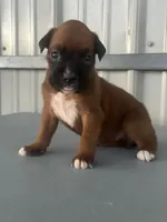 Bailey, a female Boxer for sale in Mayslick, KY – 5 of 6