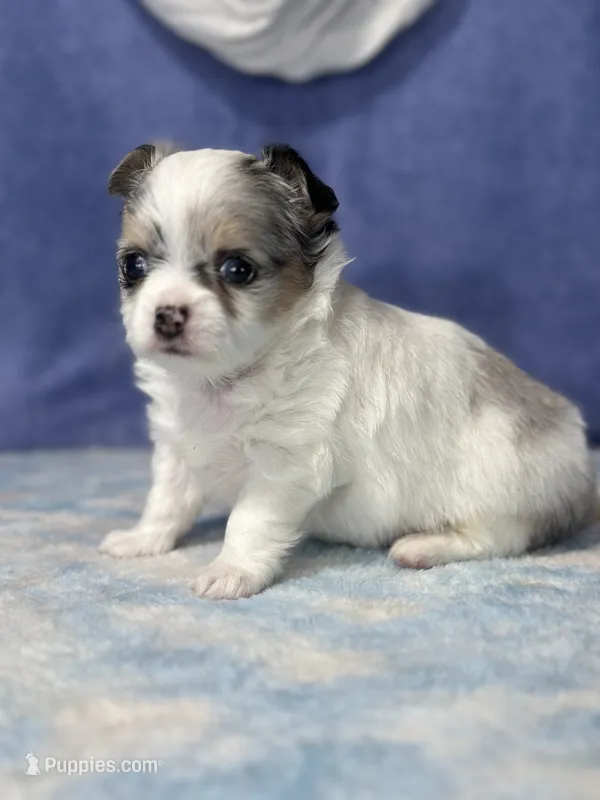 CKC Cloudy – Chihuahua puppy for sale in Mayslick, KY