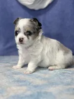 CKC Cloudy, a male Chihuahua for sale in Mayslick, KY – 2 of 10