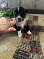 Pogo, a male Pembroke Welsh Corgi for sale in Mayslick, KY – 4 of 5
