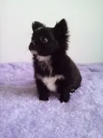 Cora, a female Chihuahua for sale in Mayslick, KY – 6 of 6