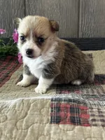 AKC Penelope, a female Pembroke Welsh Corgi for sale in Mayslick, KY – 9 of 10