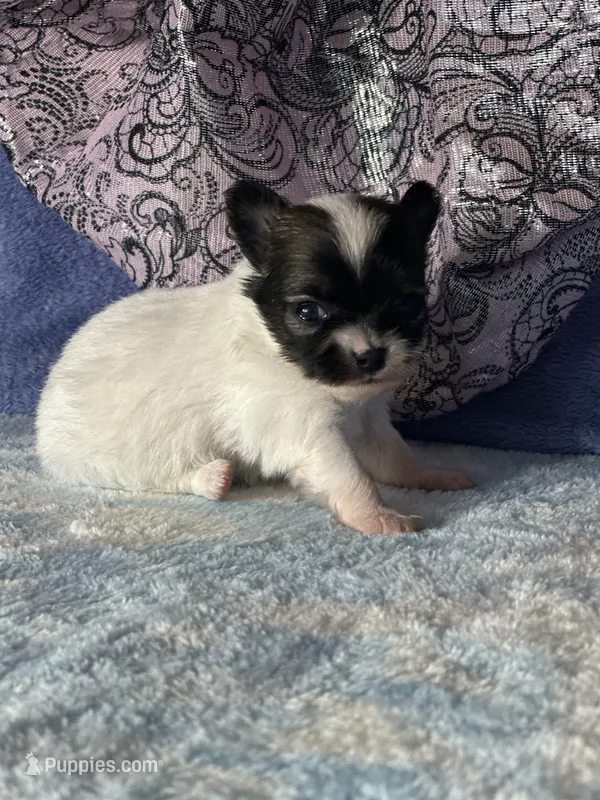 Chica – Chihuahua puppy for sale in Mayslick, KY