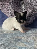 Chica, a female Chihuahua for sale in Mayslick, KY – 8 of 9