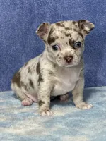 Cody, a male Chihuahua for sale in Mayslick, KY – 10 of 10