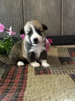 Precious, a female Pembroke Welsh Corgi for sale in Mayslick, KY – 6 of 7