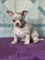 AKC Cain, a female Chihuahua for sale in Mayslick, KY – 2 of 9