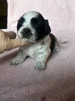 Shondra, a female Shih Tzu for sale in Mayslick, KY – 2 of 7