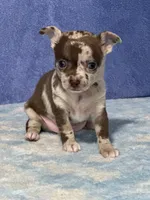 Cocoa, a female Chihuahua for sale in Mayslick, KY – 8 of 9