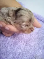 Clarissa, a female Chihuahua for sale in Mayslick, KY – 3 of 4