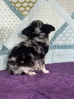 AKC Calvin, a male Chihuahua for sale in Mayslick, KY – 8 of 10
