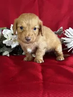 Delilah, a female Miniature Dachshund for sale in Mayslick, KY – 2 of 9