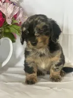 Delilah (longhaired), a female Miniature Dachshund for sale in Mayslick, KY – 4 of 7