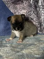 CKC Carmen, a female Chihuahua for sale in Mayslick, KY – 8 of 10