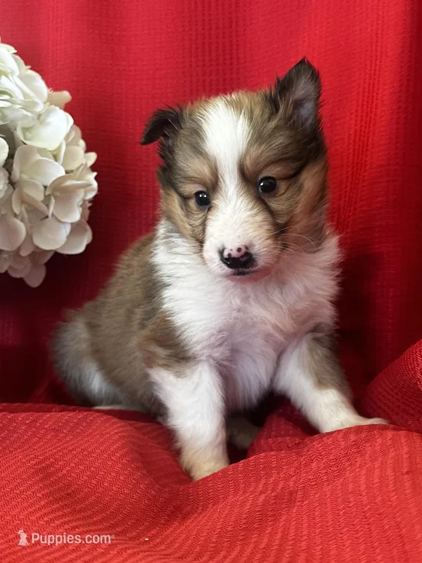 AKC Shadow – Shetland Sheepdog puppy for sale in Mayslick, KY