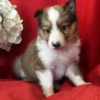 AKC Shadow, a male Shetland Sheepdog for sale in Mayslick, KY – Photo 1 of 9
