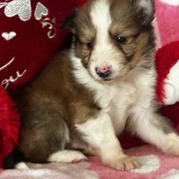 AKC Shadow, a male Shetland Sheepdog for sale in Mayslick, KY – Photo 5 of 9