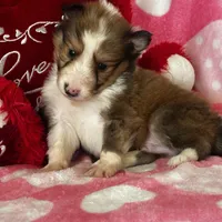 AKC Shadow, a male Shetland Sheepdog for sale in Mayslick, KY – Photo 7 of 9