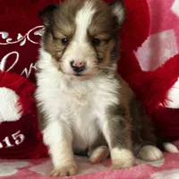 AKC Shadow, a male Shetland Sheepdog for sale in Mayslick, KY – Photo 4 of 9